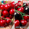 Cherry Charms Red And Dark Fake Realistic Faux Food Cherries Cabochon 20Pcs