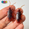 Cockroach Realistic Insect Bug Bendable Plastic Resin Cabochon Charm Halloween Decoden 10 Pcs