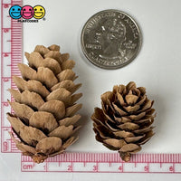Pinecone Real Natural Small Pinecones Various Sizes 10 Pcs Playcode3 Llc Woodcraft