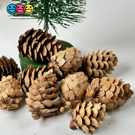Pinecone Real Natural Small Pinecones Various Sizes 10 Pcs Playcode3 Llc Woodcraft