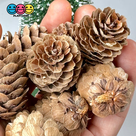 Pinecone Real Natural Small Pinecones Various Sizes 10 Pcs Playcode3 Llc Woodcraft