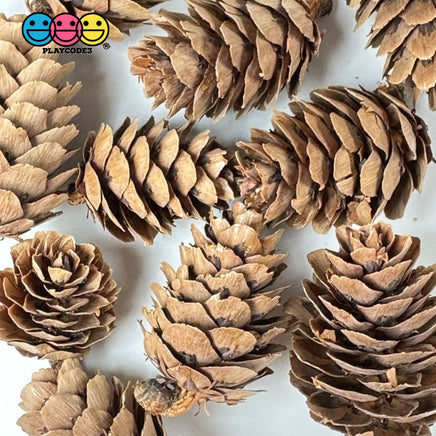 Pinecone Real Natural Small Pinecones Various Sizes 10 Pcs Playcode3 Llc Woodcraft