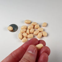 Peanut Raw Fake Food Blanched Plastic Resin Prop Realistic Actual Size 20 pcs