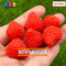 10Pcs Strawberry Mini 3D Resin Charm Strawberries Charms Fake Food Fruit Cabochons Decoden Playcode3